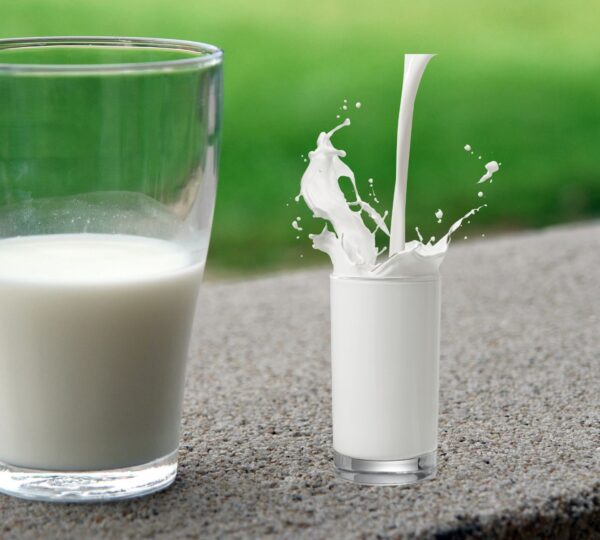 Raw Milk Debate Rages: State-by-State Regulations and Health Concerns