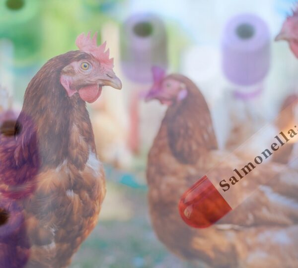 Read more about the article FSA Issues Warning on Salmonella in Poultry Products from Poland