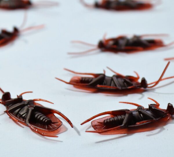 Read more about the article Maine Restaurant Closure Prompted by Staff Reports of Cockroach Infestation