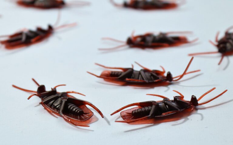 Read more about the article Maine Restaurant Closure Prompted by Staff Reports of Cockroach Infestation