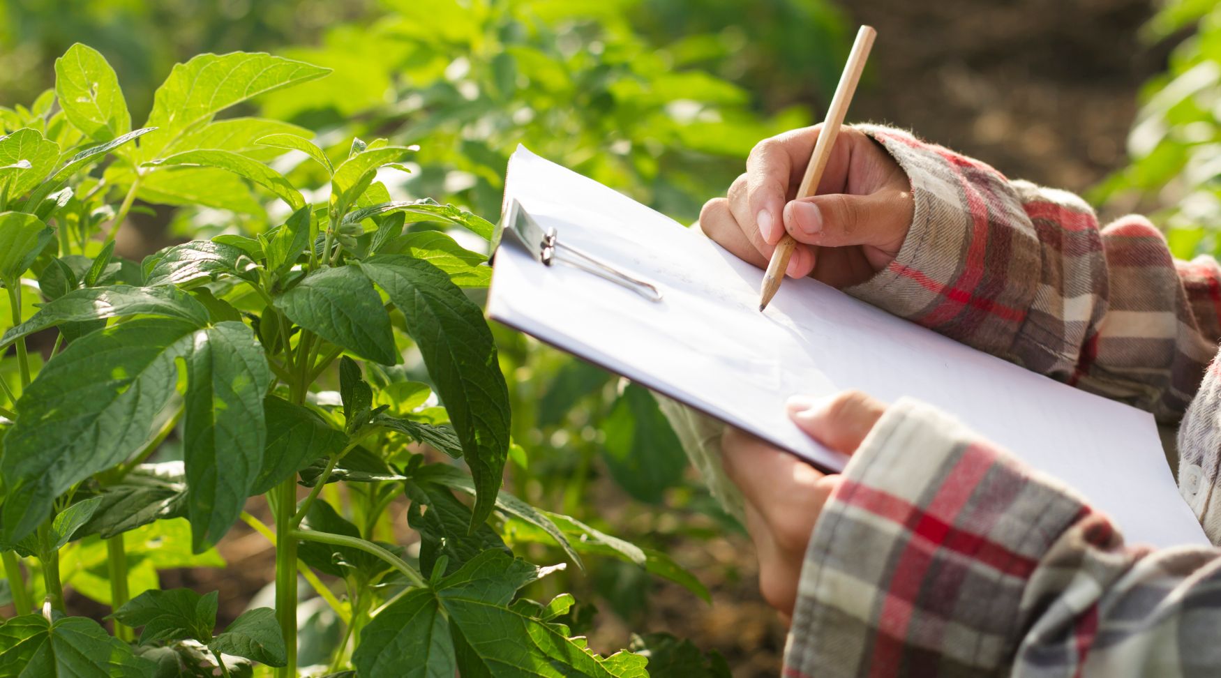 You are currently viewing Farm Aid Amplifies Advocacy: Champions Fair Credit for Farmers Act in Food and Farm Policy