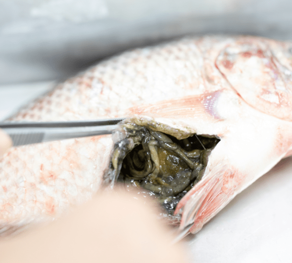 EFSA Updates Findings on Parasites in Fish and Control Methods