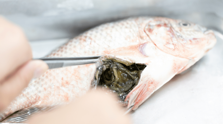 Read more about the article EFSA Updates Findings on Parasites in Fish and Control Methods