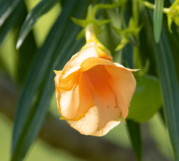 FDA Warns About Presence of Toxic Yellow Oleander in Tejocote Root Products