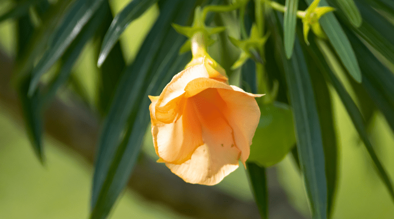 Read more about the article FDA Warns About Presence of Toxic Yellow Oleander in Tejocote Root Products