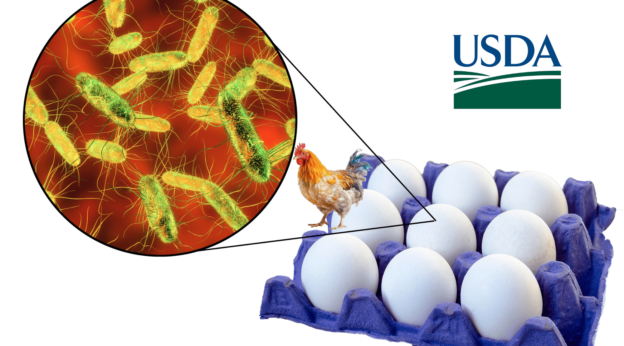 You are currently viewing USDA Declares Salmonella an Adulterant in Certain Chicken Products