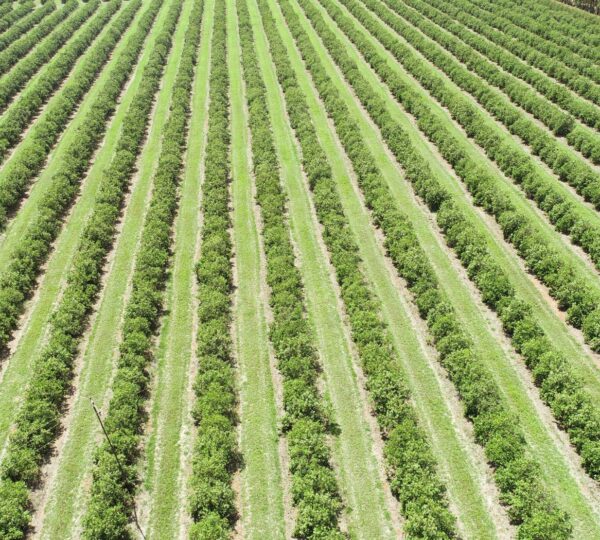 “FDA risk assessment on the use of manure on produce fields lacks specificity