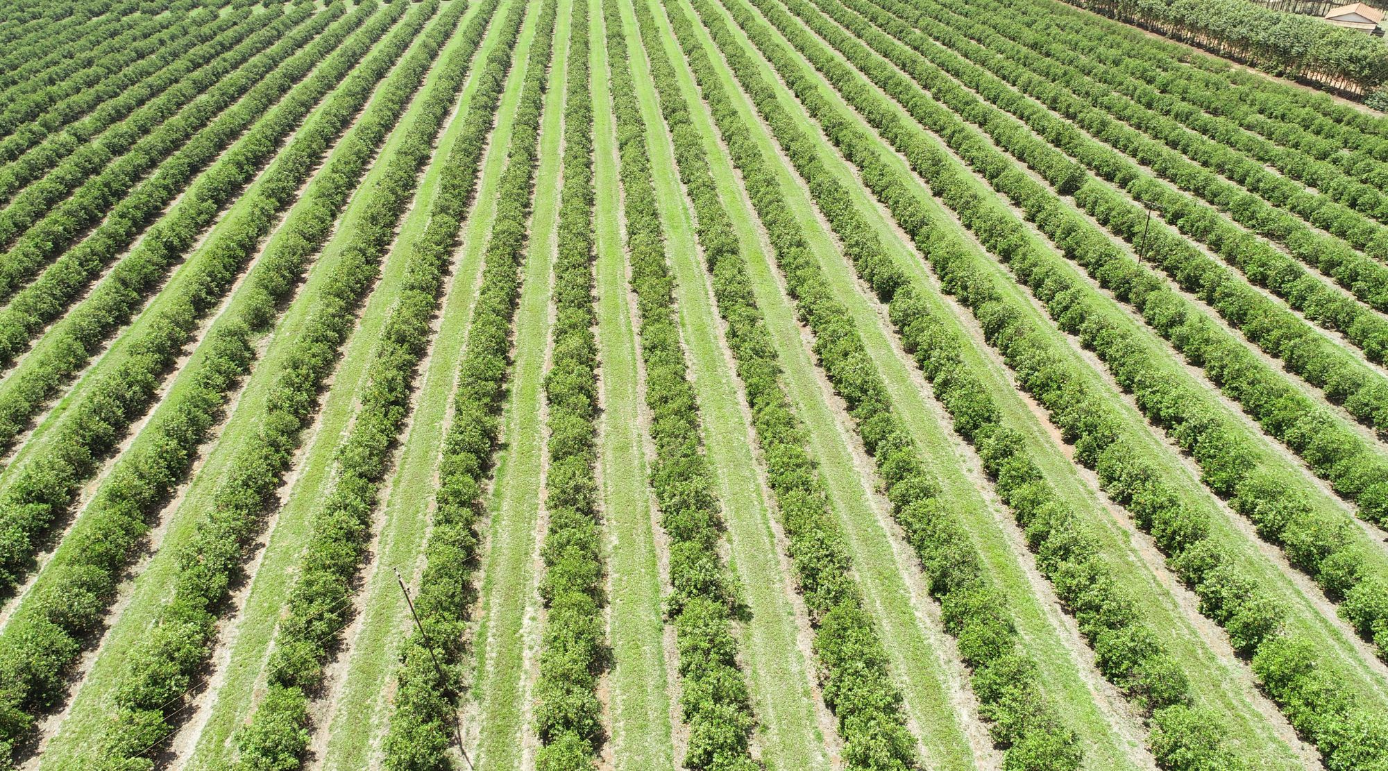 “FDA risk assessment on the use of manure on produce fields lacks specificity